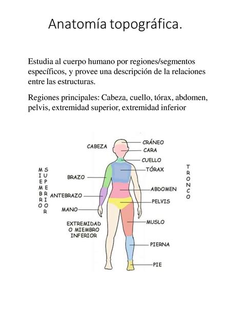 anatomia topografica regional